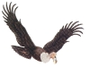 vultur.jpg